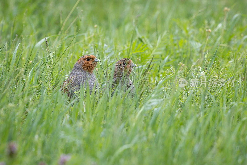 一对灰鹧鸪(Perdix Perdix)